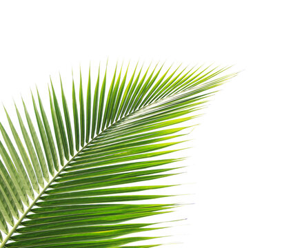 Green coconut lef on transparent background (PNG File).