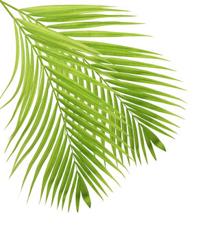 Green palm leaves on transparent background (PNG File).