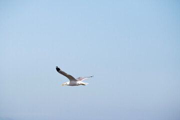 Fototapeta na wymiar Seagull flying in front of a blue sky