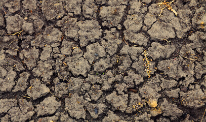 Poor dry barren soil with cracks as background, gardening and agriculture, top view