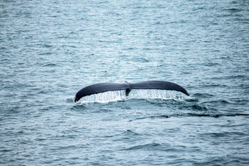 Humpback whale with tail lifted out of water, droplets streaming down