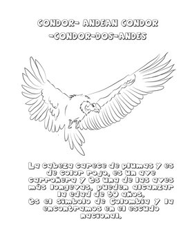Condor en colombia 