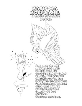 Mariposa morfoazul dibujo