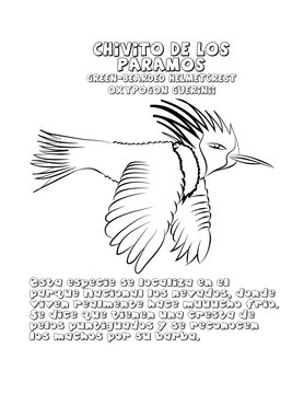 Chivito de los paramos colibri dibujo 