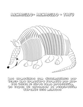 Armadillo, cuento 