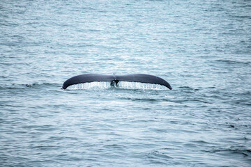 Humpback whale diving down into the ocean, water streaming from its fluke
