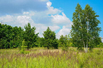 Obraz premium Summer sunny green hills under a blue sky.