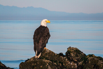 American bald eagle sits on a rocky outcropping, blue mountains appearing in the distance