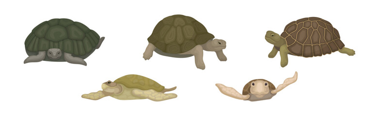 Turtles with Bony Shell as Land-dwelling and Sea-dwelling Species Vector Set