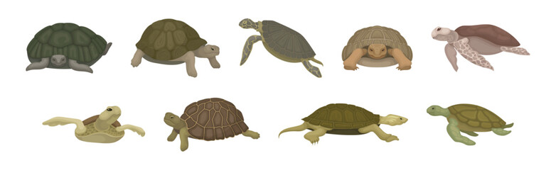 Turtles with Bony Shell as Land-dwelling and Sea-dwelling Species Vector Set