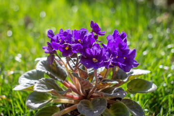 Fototapeta premium African violet in a pot, macro image