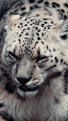 Snow Leopard head, Eyes Squinting