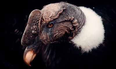 Profile Head Portrait of Andean Condor, Looking Down