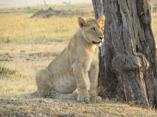 African lion (Panthera leo)