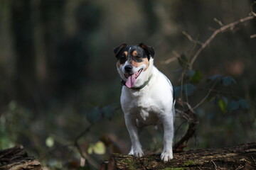 Chien Jack Russell