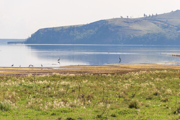 lake surrounded by a lush green hillside, mountain on background.herons and gulls hunt fish in shallow water