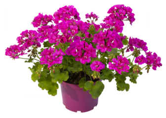 Géranium zonale rose	en pot