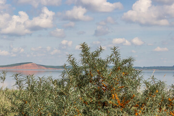 bushes of ripe sea buckthorn on the shore of the lake.lake surrounded by green forest, red mountain on background