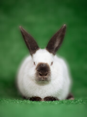 A little white bunny sitting on the grass. Soft focus. 