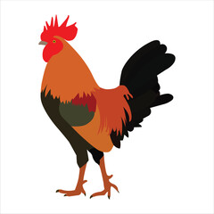 A beautiful rooster vector art work. 
