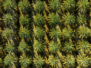 Aerial photo of palm trees. Plantation of date palms. Tropical agriculture industry. Palm oil plantation. 