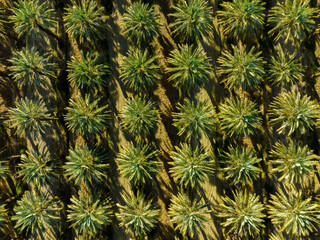 Aerial photo of palm trees. Plantation of date palms. Tropical agriculture industry. Palm oil...