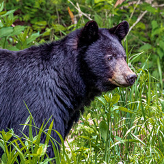 Obraz na płótnie Canvas black bear in the woods
