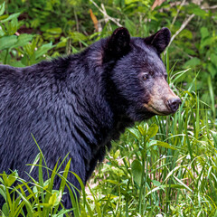 black bear in the woods