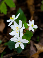 flowers in the forest