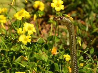 Culebra bastarda levantada acechando pajarillos que entran a beber al bebedero fuente