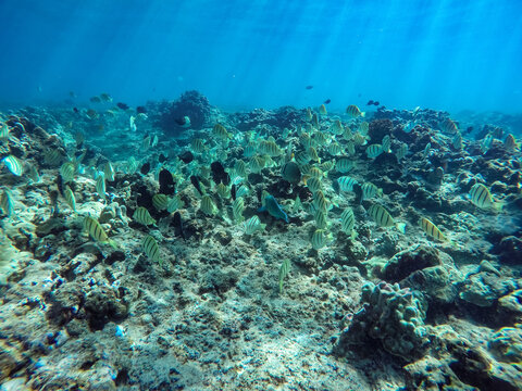 Beautiful shot of the coral reefs in Maui, Hawaii