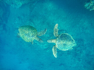 Two beautiful sea turtles swimming together in the ocean in Maui, Hawaii