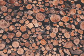 Tree trunks as a background.