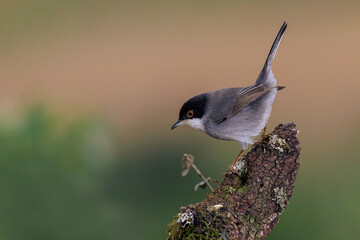 Sardinian warbler (Sylvia melanocephala). 