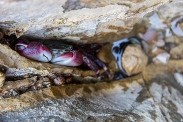 A crab eating a clam or barnacle, some shelled thing, in the crevice of a rock. Picture was taken in Palos Verdes in Los Angeles.