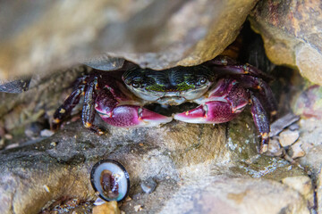 A crab eating a clam or barnacle, some shelled thing, in the crevice of a rock. Picture was taken in Palos Verdes in Los Angeles.