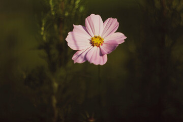 flower, nature, garden, pink, plant, spring, summer, blossom, beauty, flora, bloom, purple, flowers, blooming, violet, color