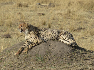 Cheetah (Acinonyx jubatus)