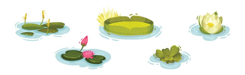 Water and Swamp Plants with Pink Waterlily Flower Vector Set