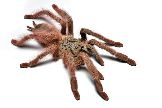 Closeup of a female of the orange tree spider Amazonius germani, previously known as Pseudoclamoris or Tapinauchenius gigas, a common pet tarantula originating from French Guiana (on white background)