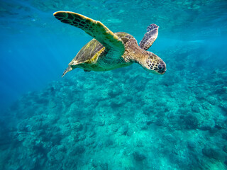 Obraz na płótnie Canvas Beautiful shot of a sea turtle while snorkeling in Maui, Hawaii