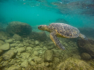 Beautiful sea turtle sighted while snorkeling in Maui, Hawaii