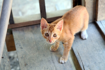a little cat at the porch