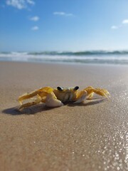 crab on the beach