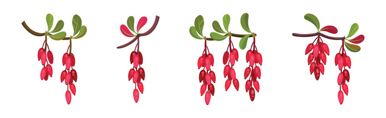Red Barberry Cluster Hanging on Leafy Twig Vector Set