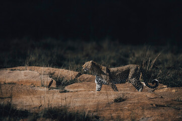 leopardess  