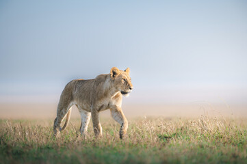 lioness in the sunset