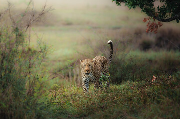 male leopard portrait © dhruv