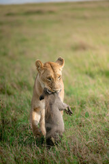 liones hunt