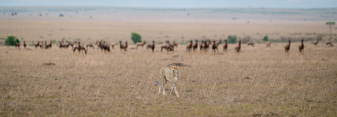 Fototapeta na wymiar cheetah on the hunt